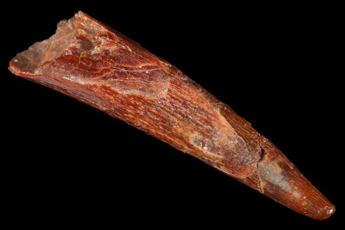 Fossil Pterosaur (Siroccopteryx) Tooth - Morocco #178513